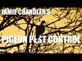 Jamie Chandler's Pigeon Pest Control