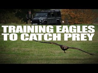 Training Eagles to Catch Prey