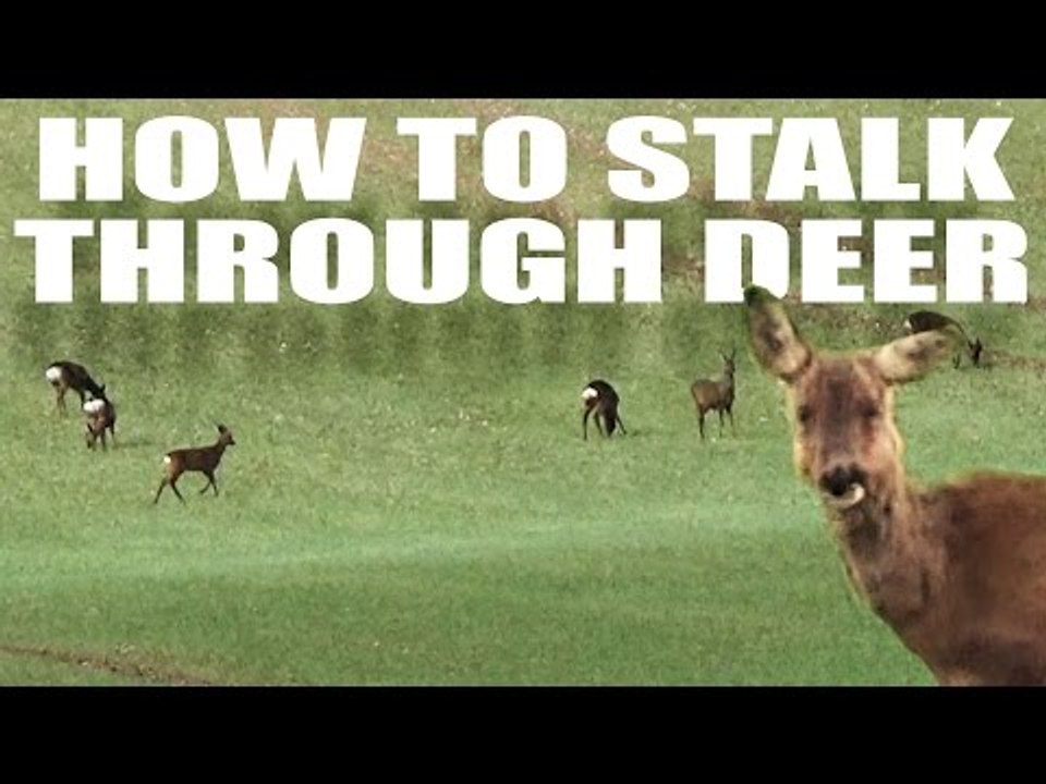 How to stalk through deer