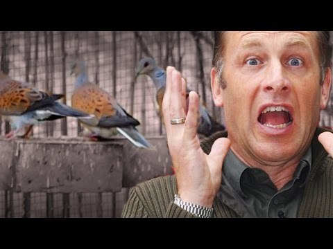 Malta Spring Hunting: a Packham of Porky Pies