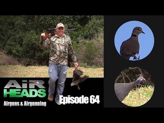 Dove and guineafowl shooting - AirHeads episode 64