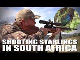 Shooting Starlings in South Africa