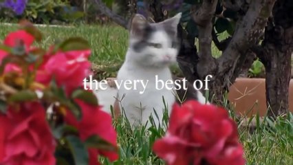 Hilarious and Cute Cats Doing the Unexpected 😹