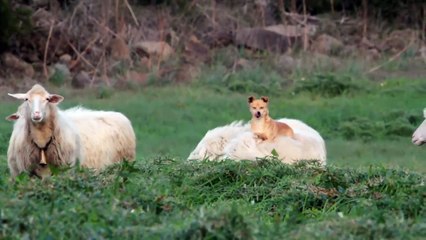 Doggo Makes Sheep Friends
