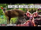 Fieldsports Britain - Hunting Muntjac and Kudu