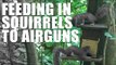 Feeding in Squirrels to Airguns
