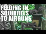 Feeding in Squirrels to Airguns