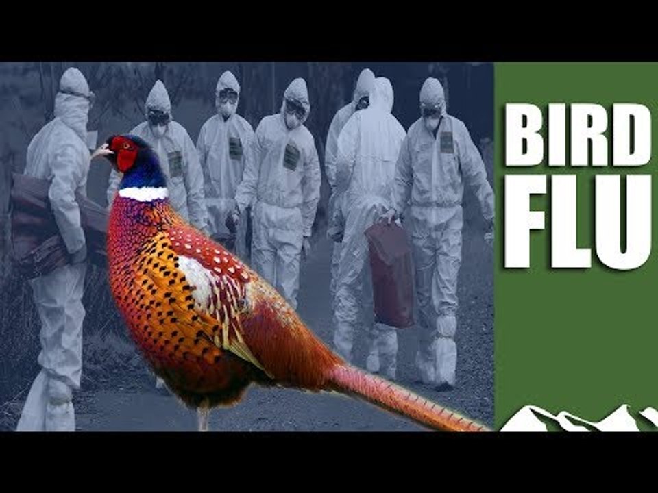 How shoots protect against bird flu