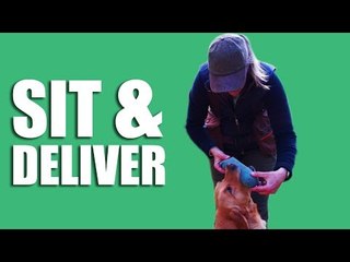 Gundog Summer Boot Camp: Sit and Deliver