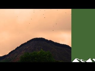 High pheasants: Llechweddygarth