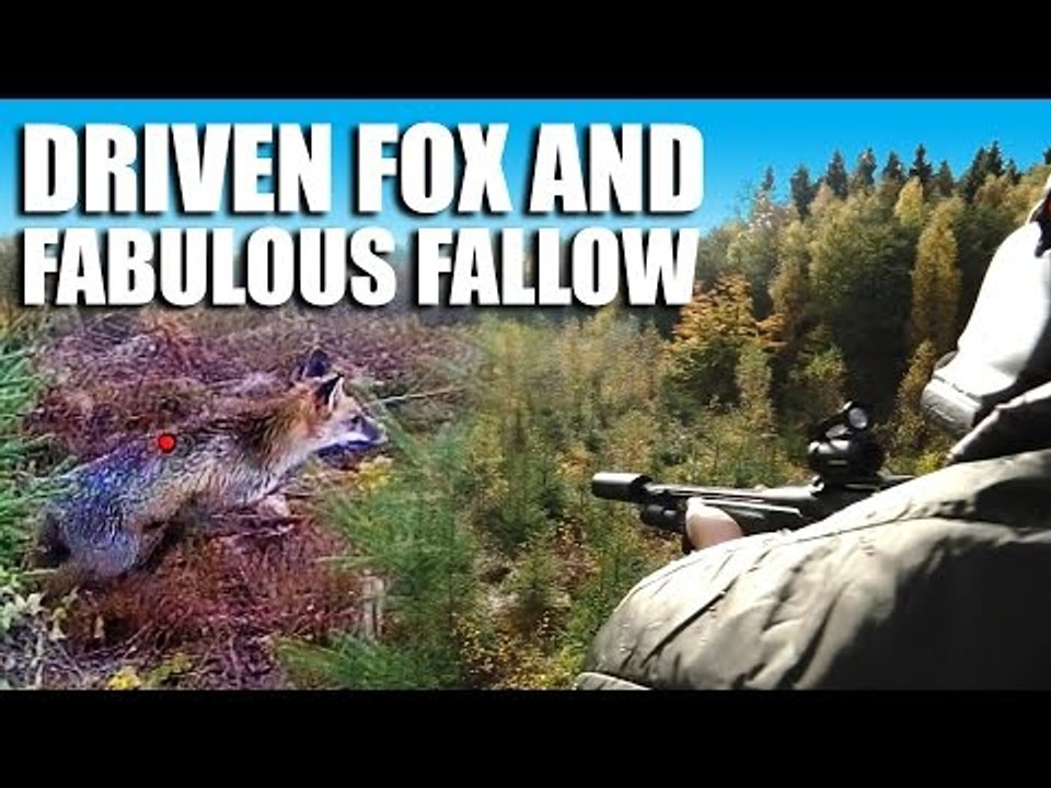 Driven Fox and Fabulous Fallow
