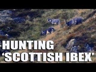 Hunting 'Scottish Ibex'
