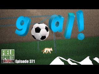 Fieldsports Britain - Fox Between the Goalposts