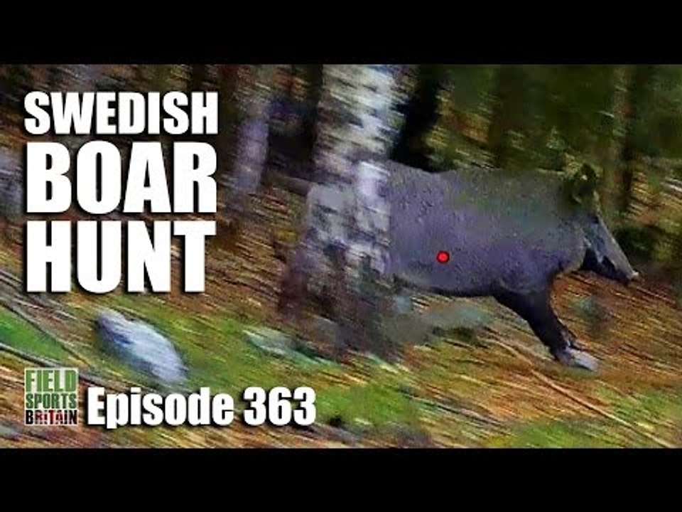 Fieldsports Britain - Swedish Boar Hunt