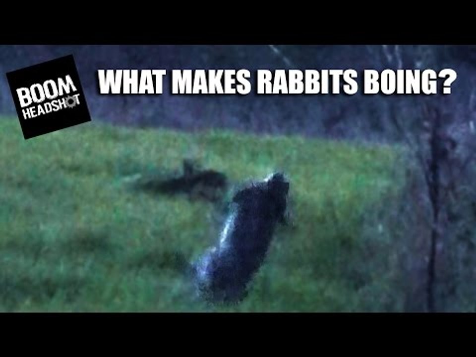 Headshots: what makes rabbits boing?