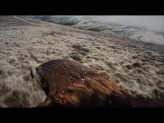 Fieldsports Britain - Hunting Hares on the Back of an Eagle