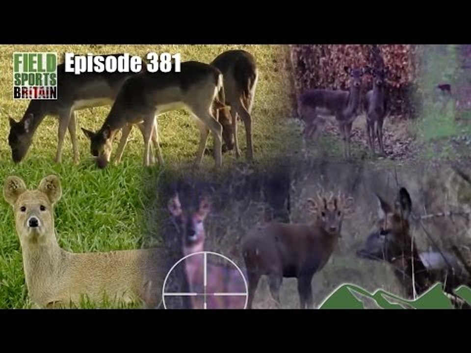 Fieldsports Britain - Eight deer, four species, one day