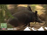 Fieldsports Britain - Hunting Boar with Hounds