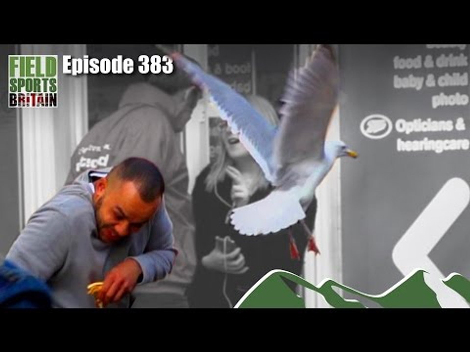 Fieldsports Britain - Seagull Attack
