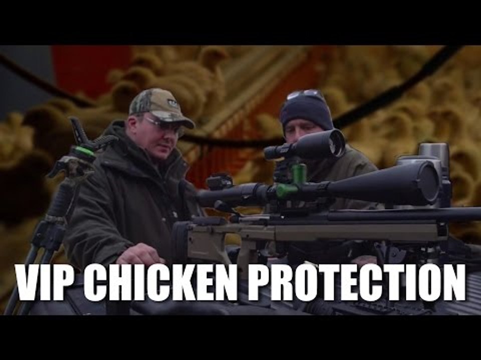 VIP chicken protection squad