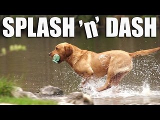 Gundog Summer Boot Camp: Retrieving in Water