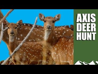 Axis Deer Hunt in Argentina