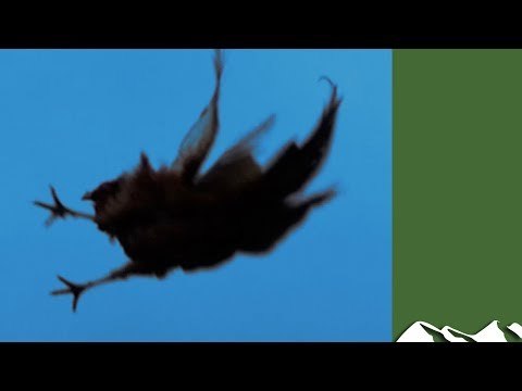 High Pheasants: Brigands Shoot