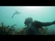 Here's Why Swimming with Seals should Be on your Bucket List | Ocean Adventures, Ep. 3