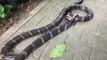 Ce cobra dévore un serpent Xenopeltis unicolor qui se débat férocement