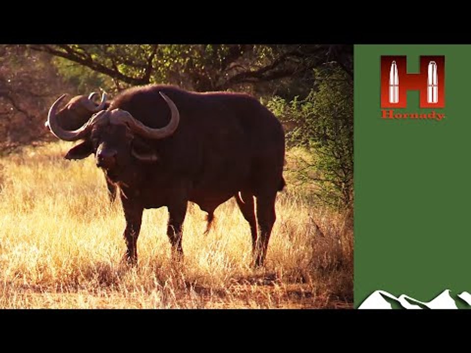 Big Buff Hunt