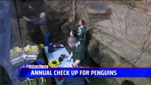 Penguins at Michigan Zoo Get Their Annual Check-Up