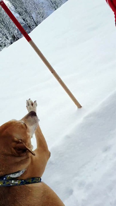 Lotte, Irma und Balu - geben niemals Ruh'