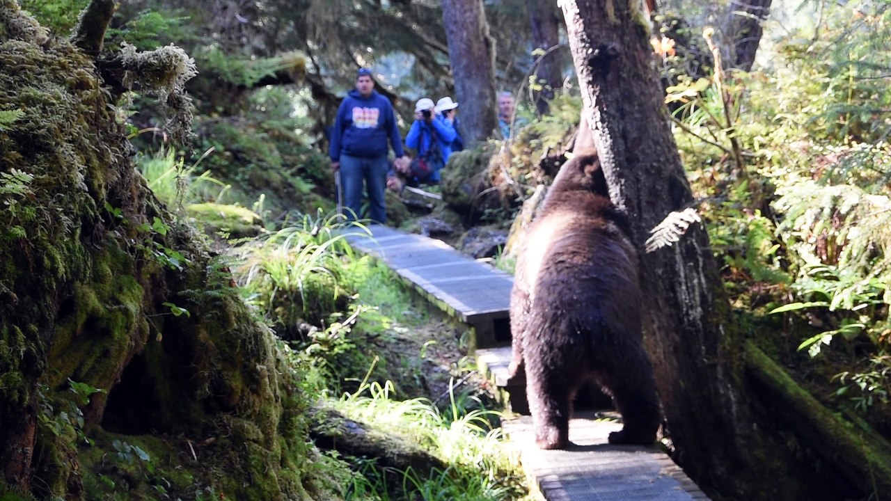 Alaska Brown Bear Encounter