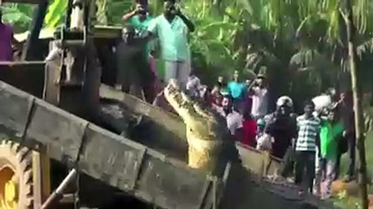Découverte d'un crocodile mesurant 6,27m et 1 tonne !