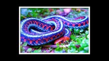 A collection the poison snake with lots of colour body.
