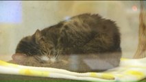 Georgia Cat Missing Since July Found in California, Will Be Flown Home for Christmas