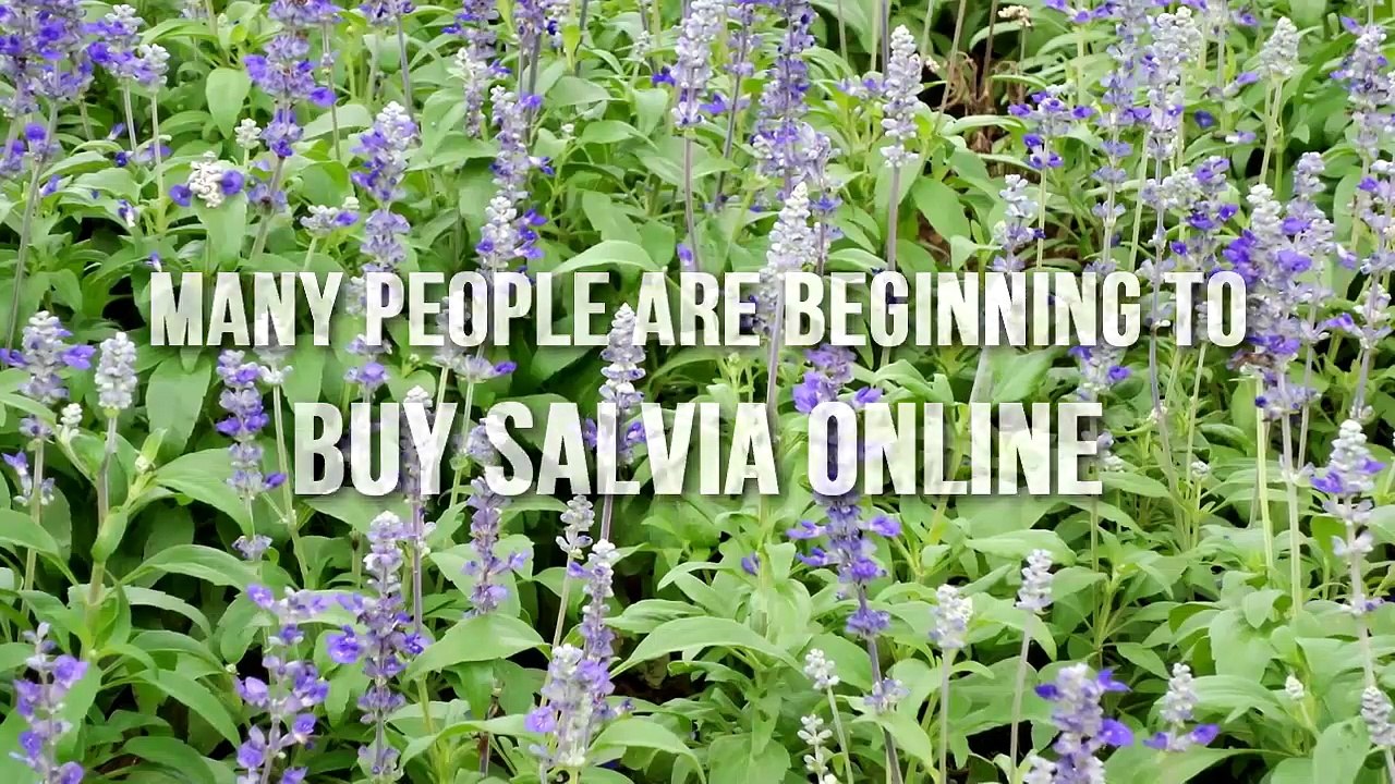 Guide On Working with & Finding Salvia