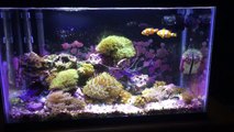 MY SECRET WEAPON 'IS' GREEN HAIR ALGAE Nano Saltwater Reef Tanks-rI6fbALU4kw