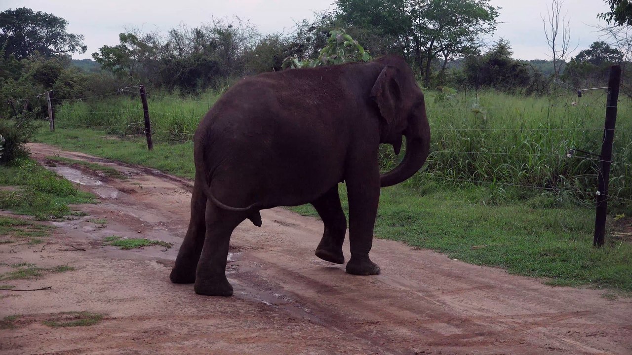 Wild elephant safely cross the electric fence - best 4k elephant shots