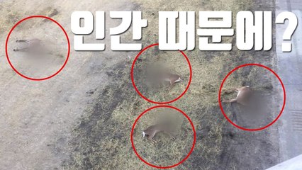 [자막뉴스] 다리 밑으로 뛰어든 사슴, '인간' 때문에? / YTN