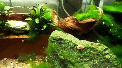 Relicon Aqua Shrimp Food -  Marks Shrimp Tanks  -xAeO9e2_6Us