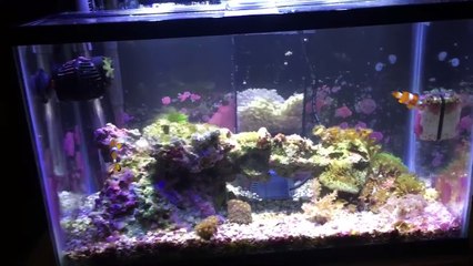 Removing Phosphates in a Saltwater Aquarium with Dr. Tims NP Active Pearls,-Cxdp2bQVEwQ