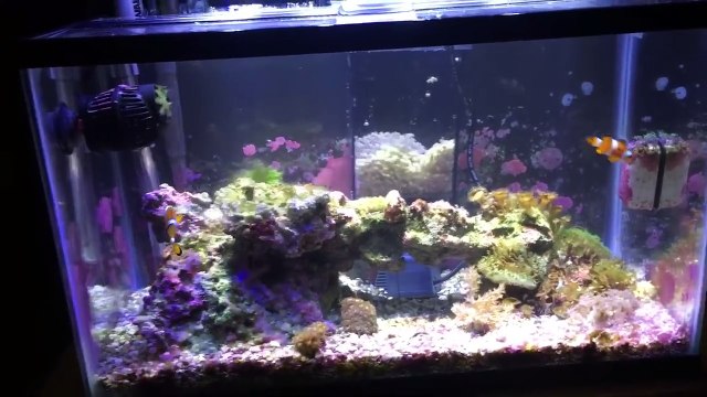 Removing Phosphates in a Saltwater Aquarium with Dr. Tims NP Active Pearls,-Cxdp2bQVEwQ