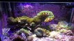 Saltwater Frustrations -Two Reefs, Two Ecosystems-zq9FbmA_Ov0