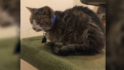 길 잃은 고양이 美 대륙 반대편에서 발견 / YTN