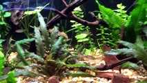 Sunday Fish Room Update - Tropical, African Cichlids, and Saltwater.-2NWs_vnjGz4