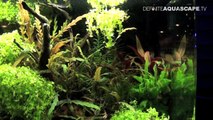 The Art of the Planted Aquarium 2017 - Nano tanks 14-16-S-ZZ4fKoj9Q