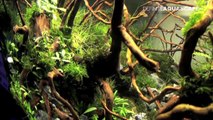 The Art of the Planted Aquarium 2017 - Nano tanks 17-19-cBqIvsMkk4c