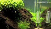 The Art of the Planted Aquarium 2017 - Nano tanks 26-28-Ln74zrRmzDg