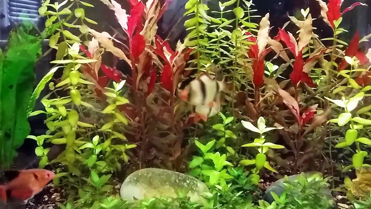 Tiger barbs duel for leadership.-3JkjfzRXyX8